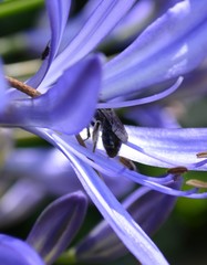 Exleycolletes