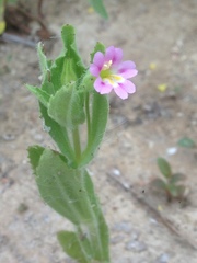 Erythranthe parishii