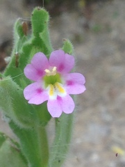 Erythranthe parishii