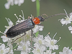 Anogcodes fulvicollis