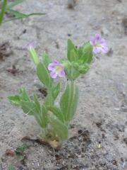 Erythranthe parishii