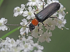 Anogcodes fulvicollis