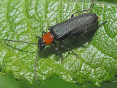 Anogcodes fulvicollis