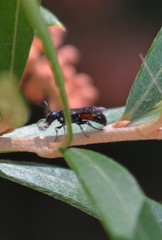 Hylaeus littleri
