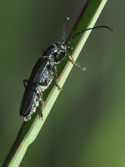Anogcodes fulvicollis