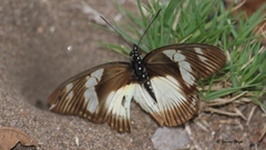 Pseudacraea lucretia expansa