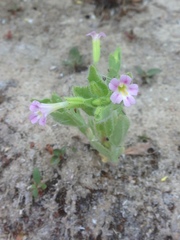 Erythranthe parishii