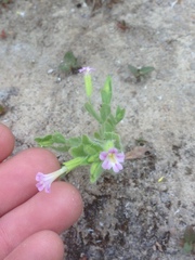 Erythranthe parishii