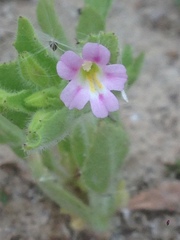 Erythranthe parishii