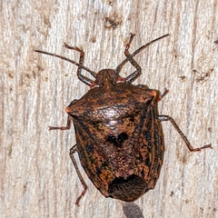 Ablaptus