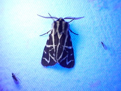 Apantesis nevadensis