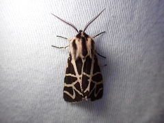 Apantesis nevadensis