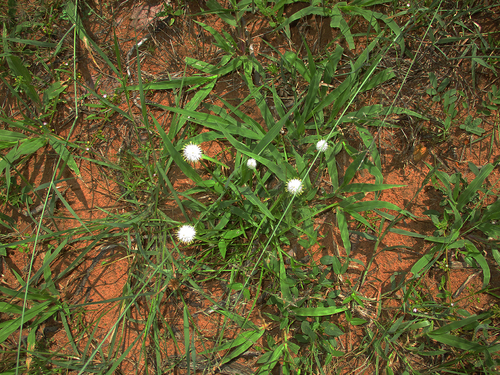 Kyllinga alba subsp. alba image