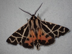 Apantesis nevadensis