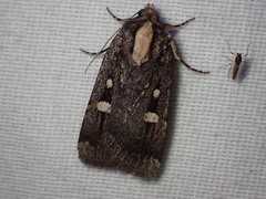 Abagrotis glenni