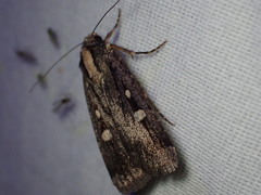 Abagrotis glenni
