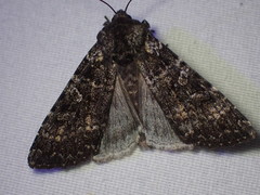 Eurois nigra