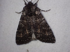 Eurois nigra