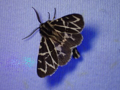 Apantesis nevadensis