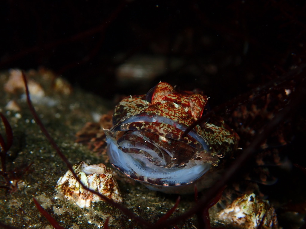  Artedius Marine Life Identification