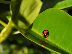 Coelophora biplagiata