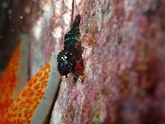 Spirontocaris prionota