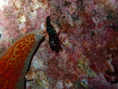 Spirontocaris prionota