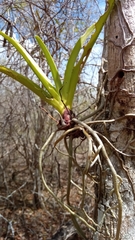 Angraecum praestans image