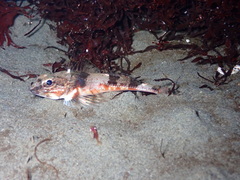 Chitonotus pugetensis