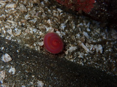 Glyceridae