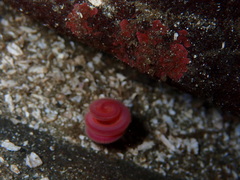 Glyceridae