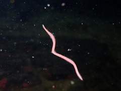 Glyceridae