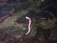 Glyceridae