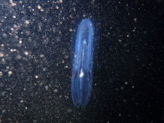 Bolinopsis microptera