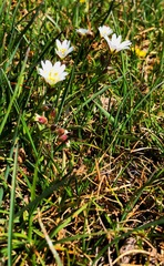Dichodon cerastoides