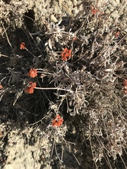 Eriogonum pauciflorum