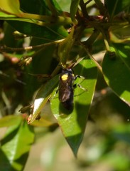 Amphylaeus morosus