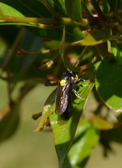 Amphylaeus morosus