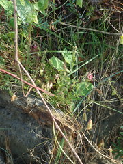 Silene gallica