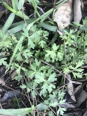 Apium prostratum filiforme