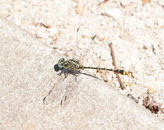 Austrogomphus australis