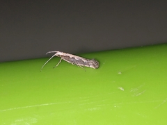 Plutella xylostella