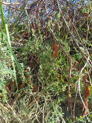 Silene gallica