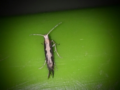 Plutella xylostella