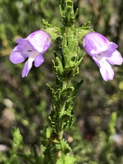 Prostanthera cryptandroides cryptandroides