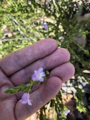 Prostanthera cryptandroides cryptandroides