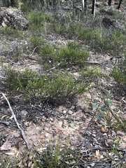 Prostanthera cryptandroides cryptandroides