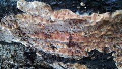 Ceriporiopsis gilvescens