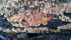 Ceriporiopsis gilvescens