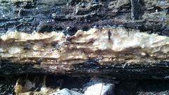 Ceriporiopsis gilvescens